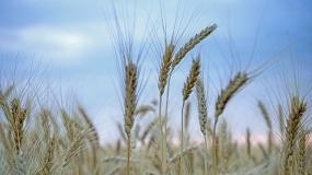 kontrakty zbożowe, giełdowe ceny zbóż