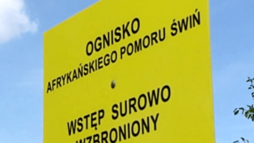 ASF, afrykański pomór świń, ognisko ASF