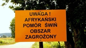 asf, wielkopolska, dziki 