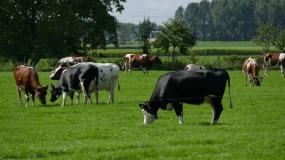 Holandia, likwidacja rolnictwa, azot 