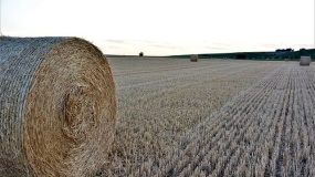 słoma, bele, pole, podpalenie 