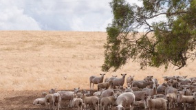 owce, australia, zmiany klimatyczne 