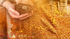 ceny zboża, ceny pszenicy, ceny w portach, ceny zboża z nowych zbiorów